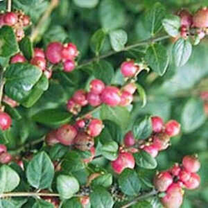 SYMPHORICARPOS x chenaultii 'Hancock'