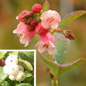 SYMPHORICARPOS x doorenbosii  'White Hedge'