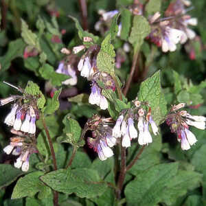 SYMPHYTUM grandiflorum 'Wisley Blue'