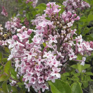 SYRINGA microphylla 'Superba'