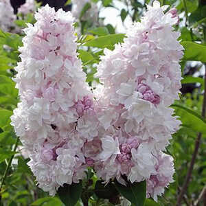 SYRINGA vulgaris BEAUTY OF MOSCOU