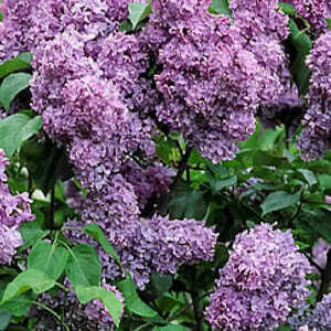 SYRINGA vulgaris 'Capitaine Baltet'