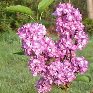 SYRINGA vulgaris 'Charles Joly'