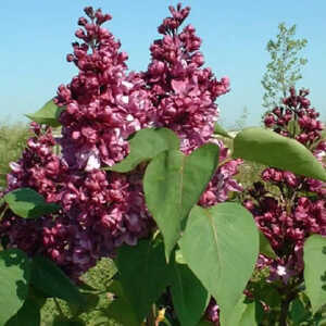 SYRINGA vulgaris 'Mrs Edward Harding'