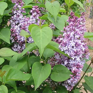 SYRINGA vulgaris 'President Poincaré'