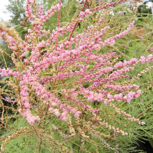 TAMARIX ramosissima 'Pink Cascade' (pentandra)