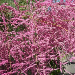 TAMARIX ramosissima 'Rubra' (odessana)