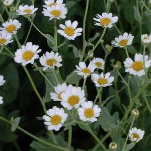 TANACETUM balsamita var. camphorata