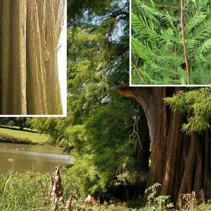 TAXODIUM distichum