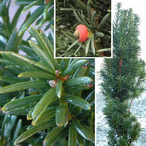 TAXUS baccata 'Fastigiata Robusta'