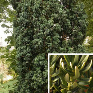 TAXUS baccata 'Fastigiata'