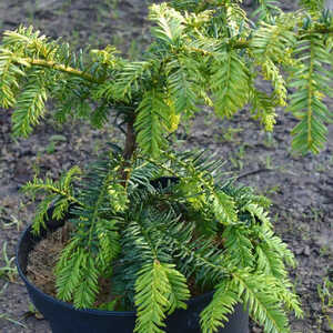 TAXUS baccata 'Repens Aurea'