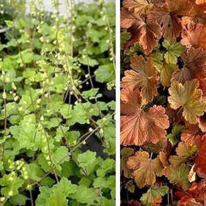 TELLIMA grandiflora 'Rubra'