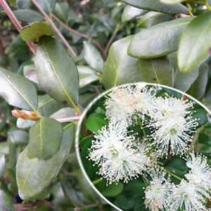 TEMU divaricatum 'Heaven Scent') = BLEPHAROCALYX cruckshanksii