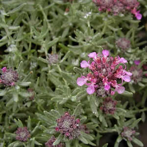 TEUCRIUM ackermanii