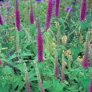 TEUCRIUM hircanicum 'Flowtime'