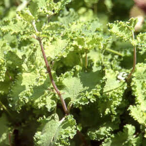 TEUCRIUM scorodonia 'Crispum'