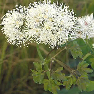 THALICTRUM aquilegifolium ' Album'