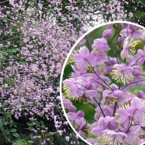 THALICTRUM delavayi 'Ankum'