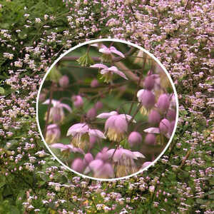 THALICTRUM delavayi