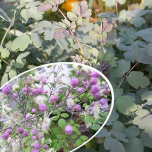 THALICTRUM 'Elin'