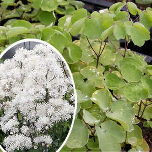 THALICTRUM 'Nimbus White'