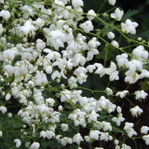 THALICTRUM 'Splendide White'