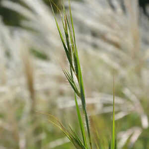 THEMEDA triandra var. japonica