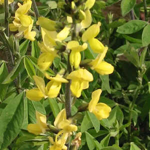 THERMOPSIS lanceolata