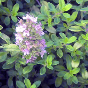 THYMUS citriodorus