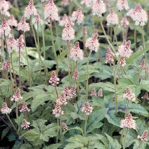 TIARELLA cordifolia 'Pink Brushes'®