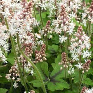 TIARELLA 'Crow Feather'