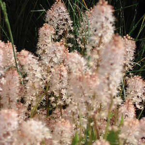 TIARELLA 'Ninja'®