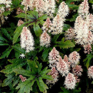 TIARELLA 'Pink Skyrocket'