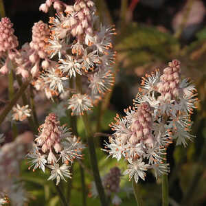 TIARELLA 'Tiger Stripe'