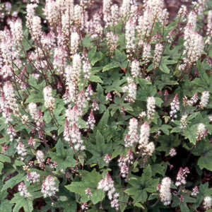 TIARELLA wherryi