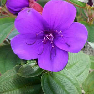 TIBOUCHINA urvilleana