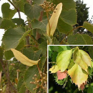 TILIA henryana