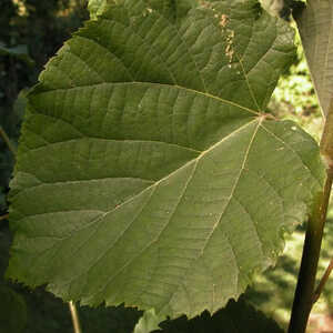 TILIA tomentosa