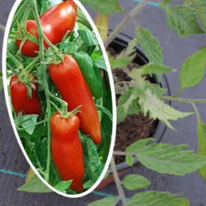 TOMATE 'Andine Cornue'