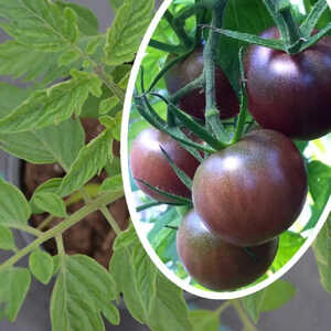 Tomate Black Cherry