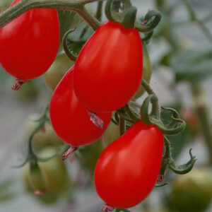 TOMATE Cerise Poire rouge