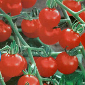 TOMATE Cerise Sweet Rouge