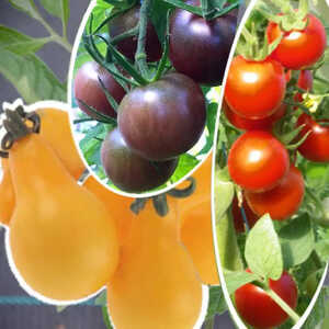 Trio de tomates cerises