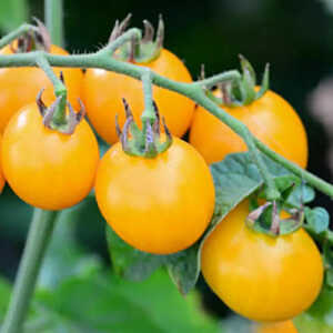 Tomate Gold Nugget