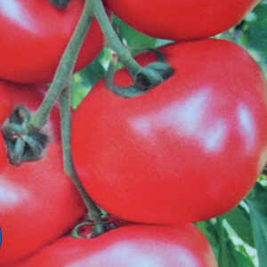 TOMATE 'Honey Moon' Rouge