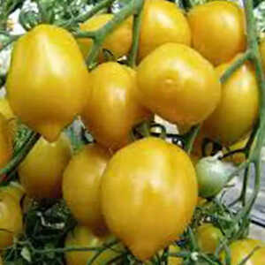 Tomate Lemon Tree 