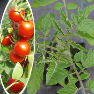 Tomate Miel du Mexique