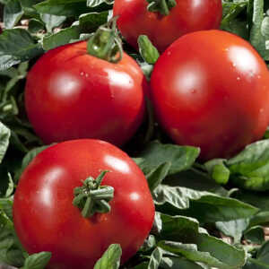 TOMATE 'Paola'