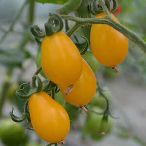 Tomate Poire Jaune